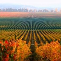 Claudio, Chile Local Expert